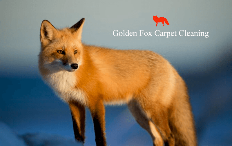 Golden Fox Carpet Cleaning - Laundromat in CA 94536