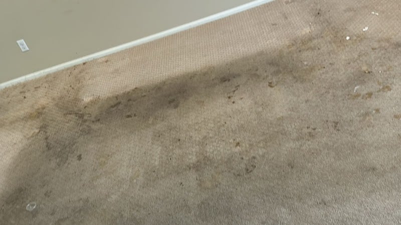 I.B.S Carpet Care - Laundromat in FL 33137
