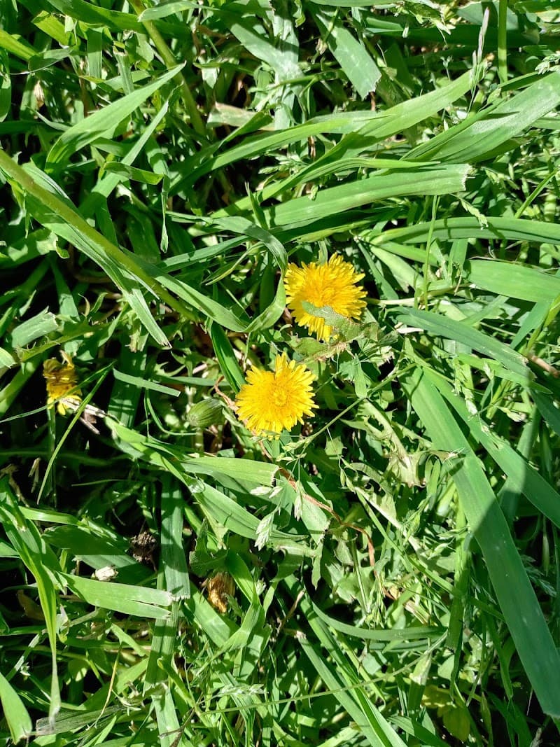 Latimex - Laundromat in Austin
